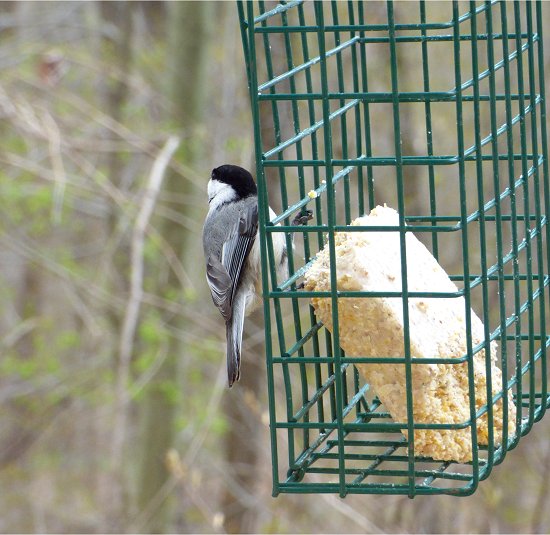 Bird Feeder