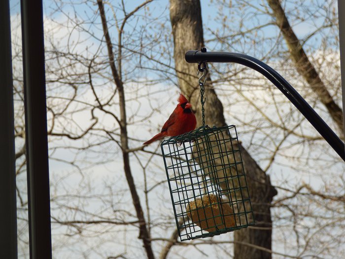 Bird feeder